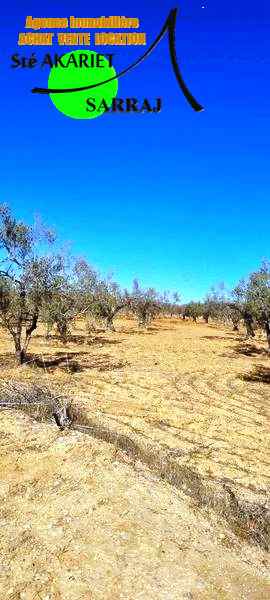 Sidi Bou Ali Sidi Bou Ali Terrain Terrain agricole Terrain d'investisement 4528m sur la route gp1