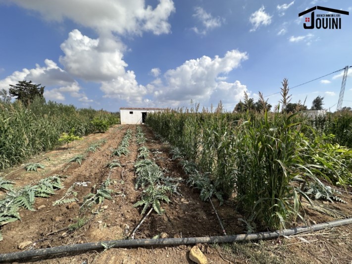 Ghar El Melh Aousja Terrain Terrain agricole Senya 1 hectare 3000 m2 a aousja bizerte
