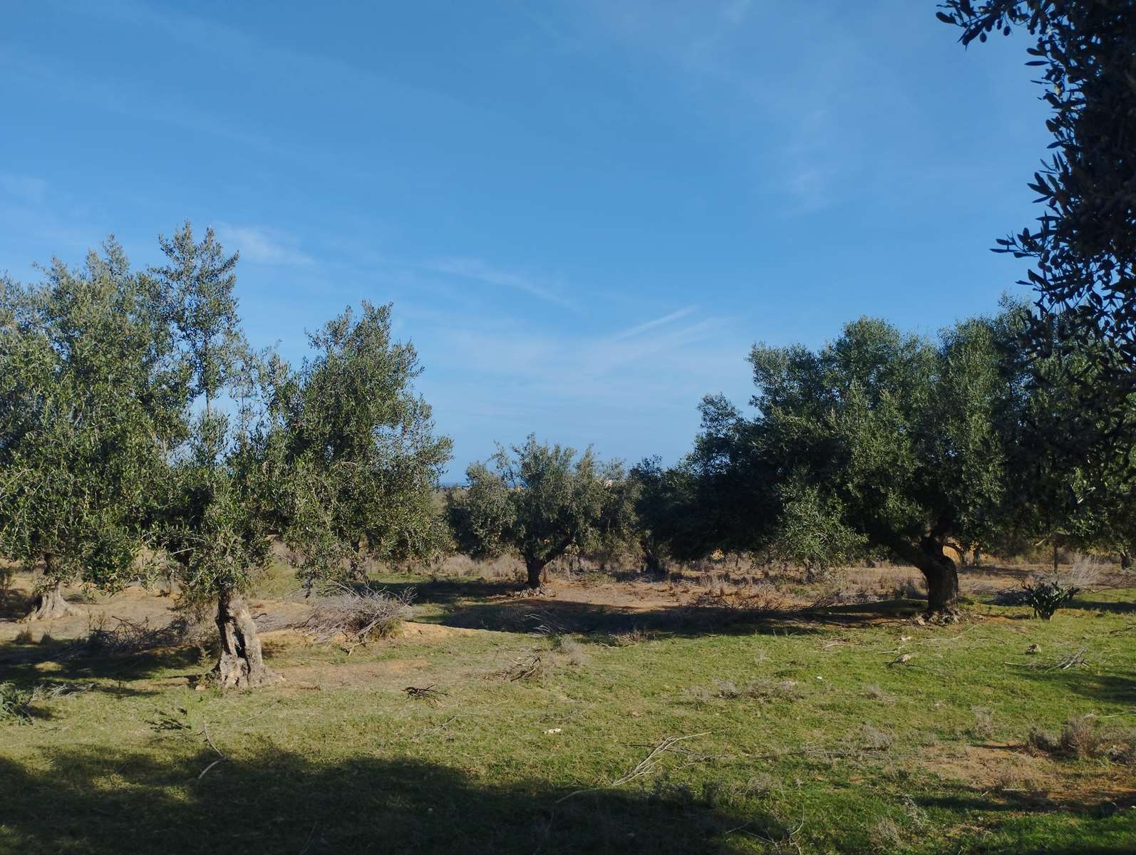 Akouda Chatt Meriem Terrain Terrain agricole 40 pieds d olivies