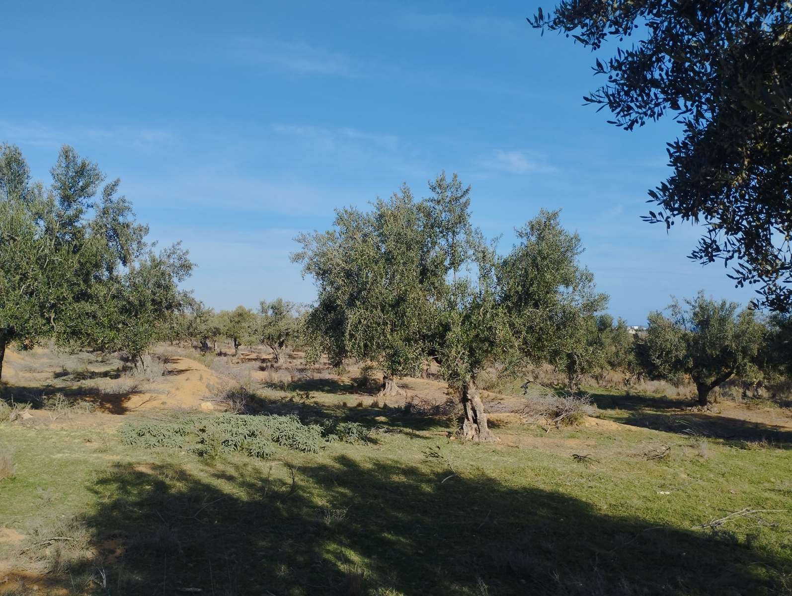 Akouda Chatt Meriem Terrain Terrain agricole 40 pieds d olivies